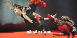 Đá gà c1