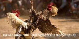Đá gà campuchia