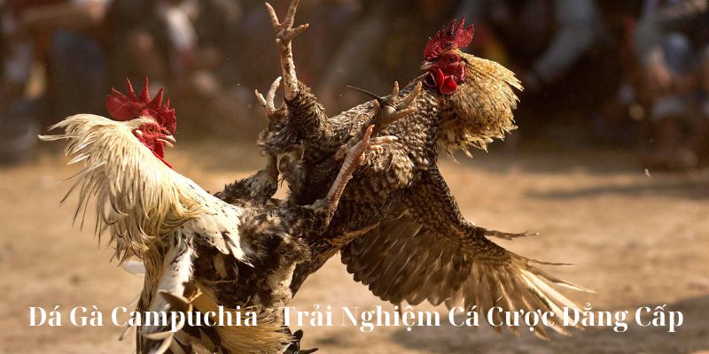 Đá gà campuchia